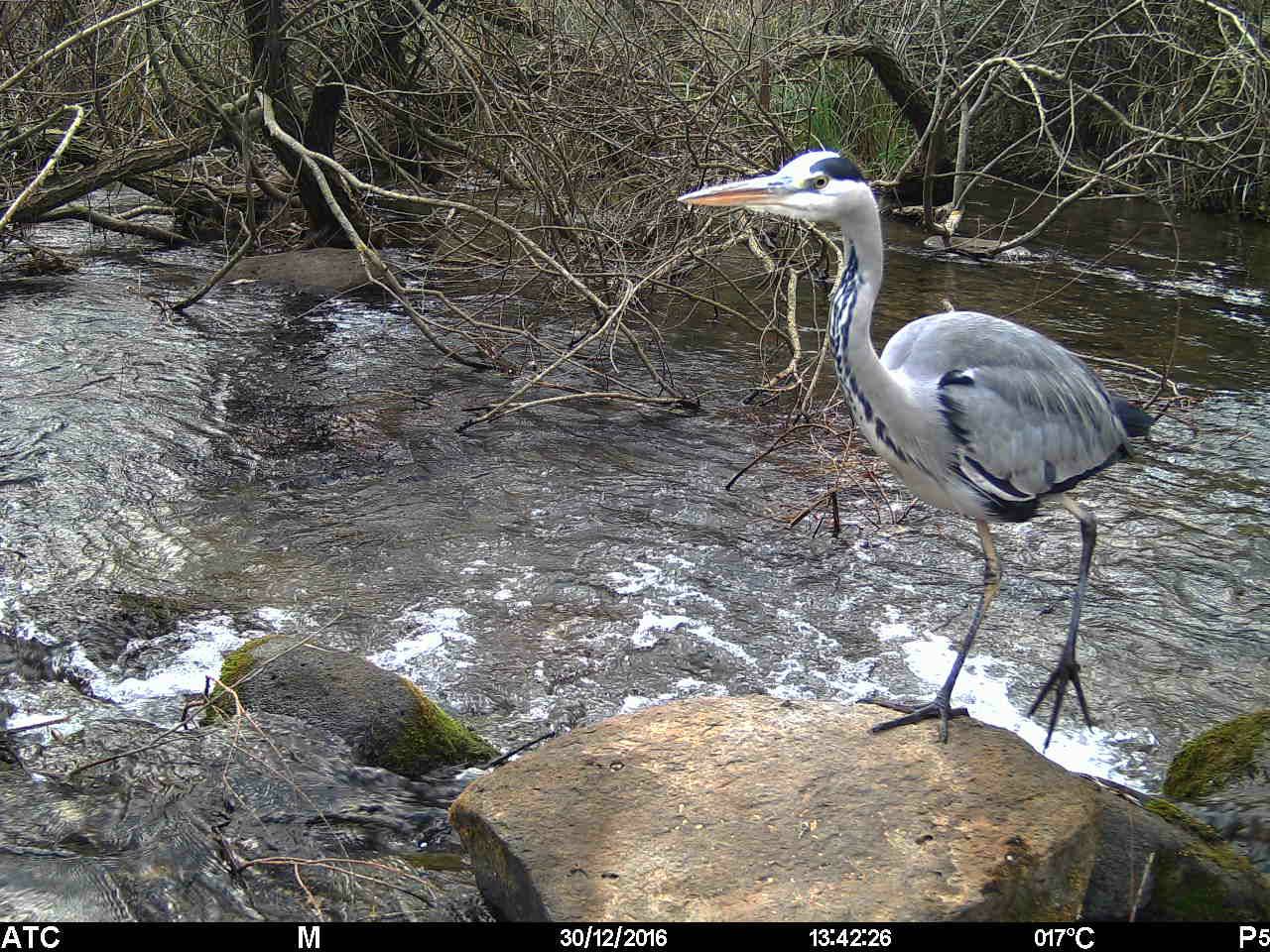 grey heron